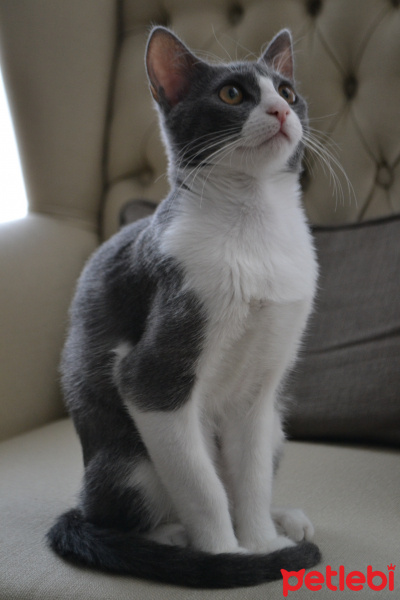 Tuxedo (Smokin) Kedi, Kedi  Juliet fotoğrafı