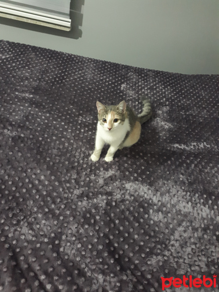 Tekir Kedi, Kedi  Karamel fotoğrafı