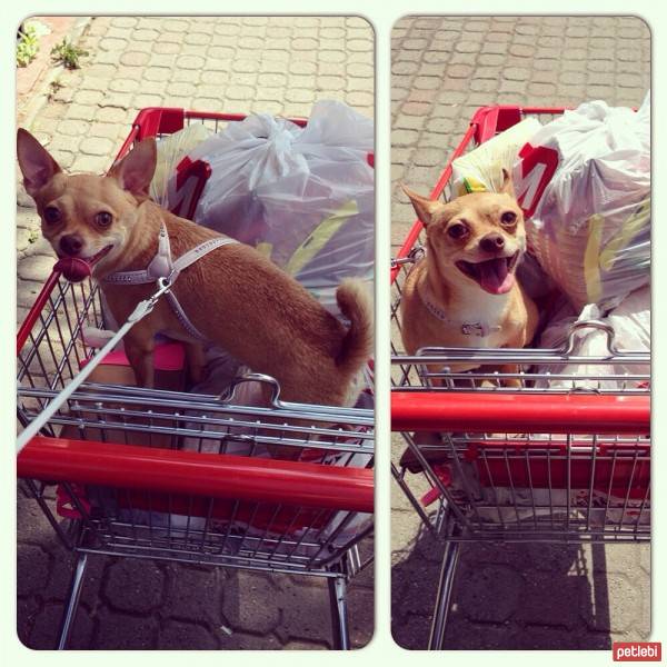 Chihuahua, Köpek  Leo fotoğrafı