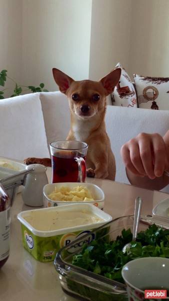 Chihuahua, Köpek  Leo fotoğrafı