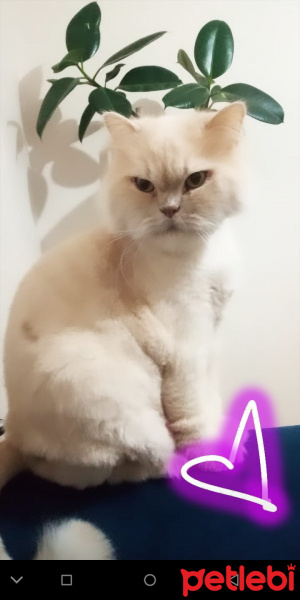 İran Kedisi (Persian), Kedi  Badem fotoğrafı