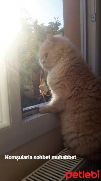 İran Kedisi (Persian), Kedi  Badem fotoğrafı