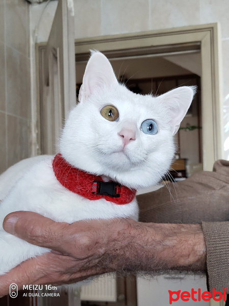 Van Kedisi, Kedi  Paşa fotoğrafı