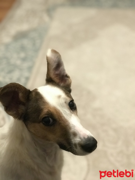 Jack Russell Terrier, Köpek  Mila fotoğrafı