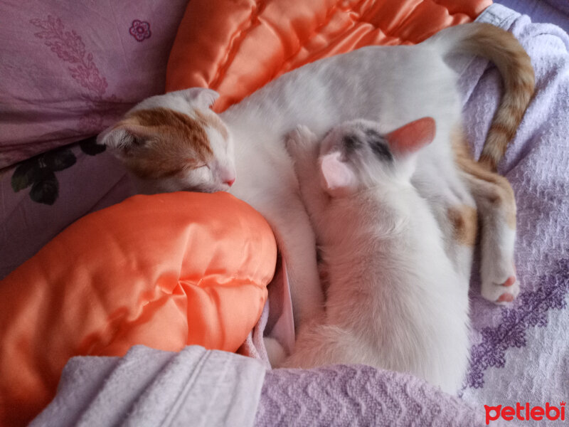 Ankara Kedisi, Kedi  Şila fotoğrafı