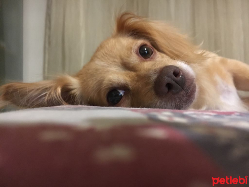 Pappilon, Köpek  Düşes fotoğrafı