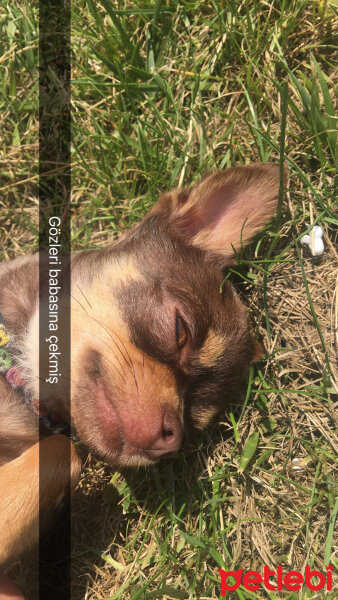 Chihuahua, Köpek  Coffee fotoğrafı