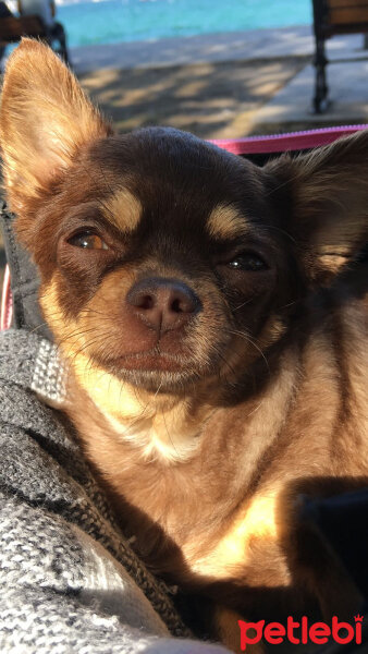 Chihuahua, Köpek  Coffee fotoğrafı