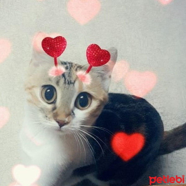 Tekir Kedi, Kedi  Sütlaç fotoğrafı