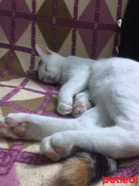 Sarman, Kedi  Mary Jane fotoğrafı