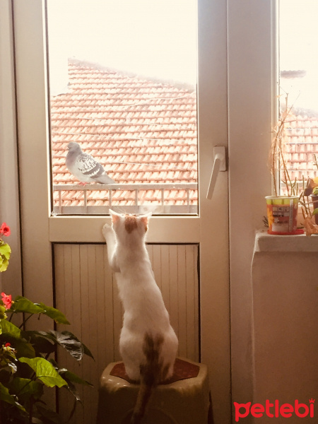 Sarman, Kedi  Mary Jane fotoğrafı