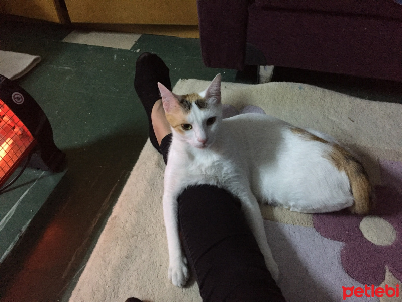 Sarman, Kedi  Mary Jane fotoğrafı