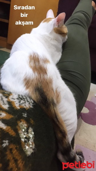 Sarman, Kedi  Mary Jane fotoğrafı