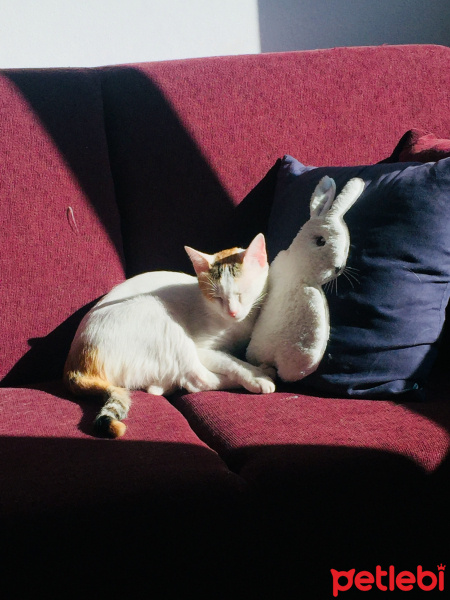 Sarman, Kedi  Mary Jane fotoğrafı