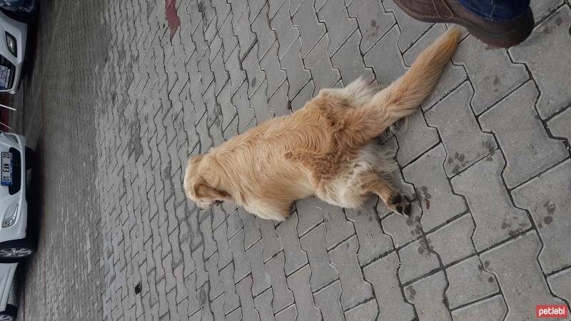 Golden Retriever, Köpek  Safari fotoğrafı