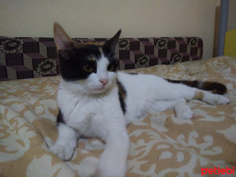 Tekir Kedi, Kedi  Tarçın fotoğrafı