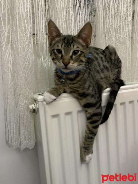 Tekir Kedi, Kedi  Tarçın fotoğrafı