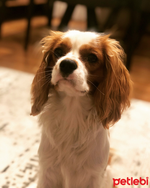 Cavalier King Charles Spanieli, Köpek  Java fotoğrafı