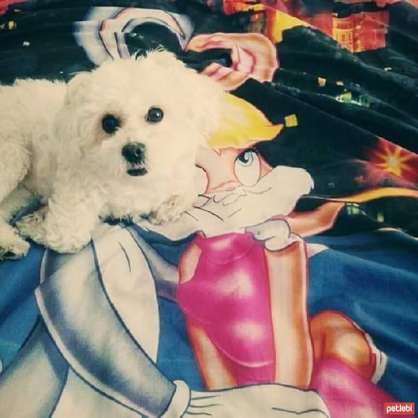 Maltese, Köpek  Lily fotoğrafı
