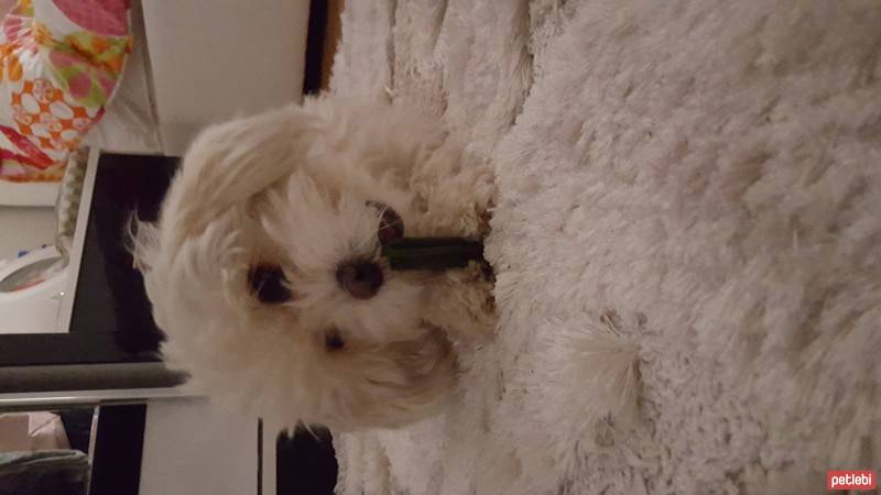 Maltese, Köpek  Lily fotoğrafı