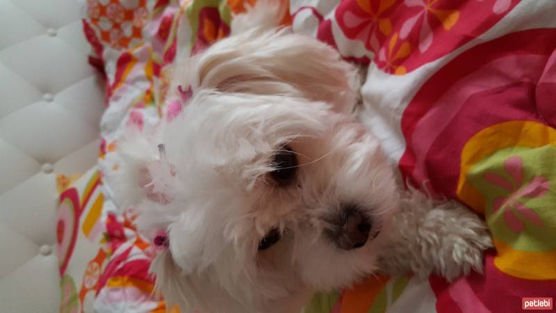 Maltese, Köpek  Lily fotoğrafı