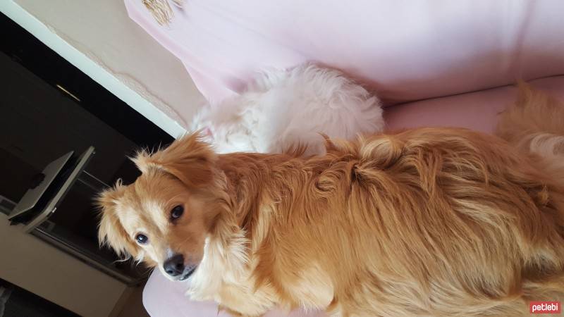 Maltese, Köpek  Lily fotoğrafı