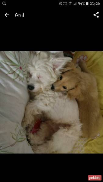 Maltese, Köpek  Lily fotoğrafı
