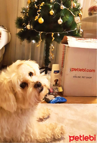 Maltese, Köpek  Lily fotoğrafı