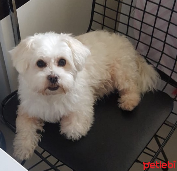 Maltese, Köpek  Lily fotoğrafı