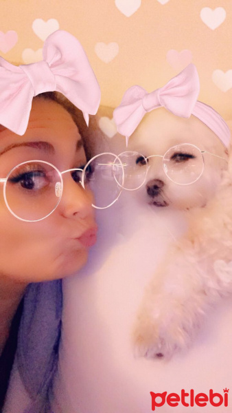 Maltese, Köpek  Lily fotoğrafı