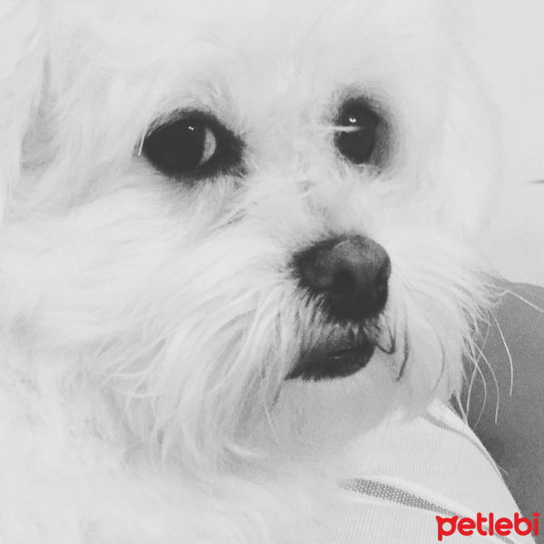 Maltese, Köpek  Lily fotoğrafı