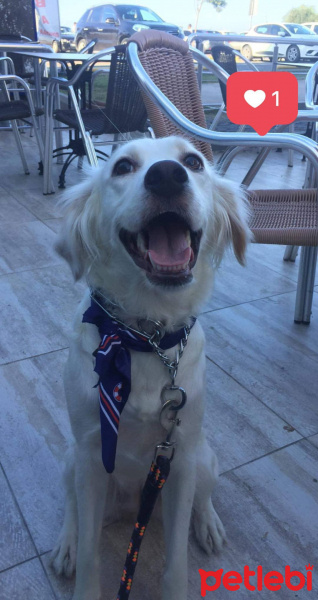 Sokö (Sokak Köpeği), Köpek  Chivas fotoğrafı