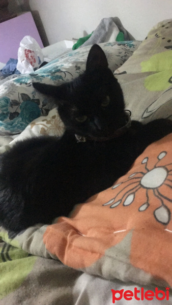 Tekir Kedi, Kedi  Hera fotoğrafı