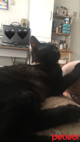 Tekir Kedi, Kedi  Hera fotoğrafı