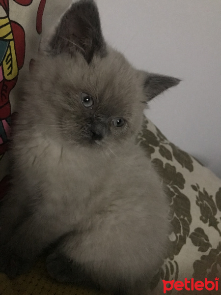 Scottish Fold, Kedi  Latte fotoğrafı