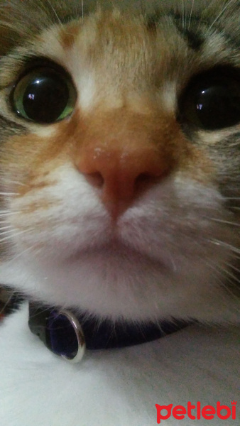 Tekir Kedi, Kedi  Çimen fotoğrafı
