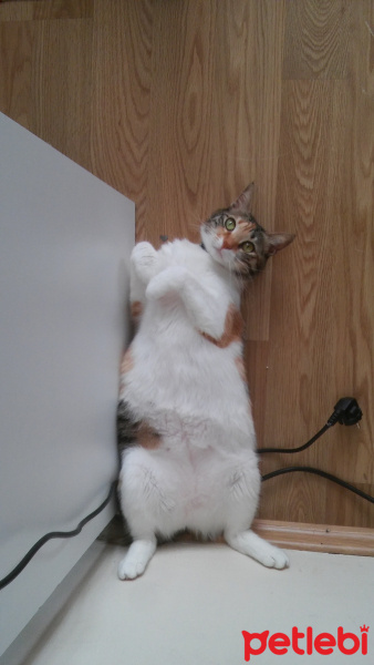 Tekir Kedi, Kedi  Çimen fotoğrafı