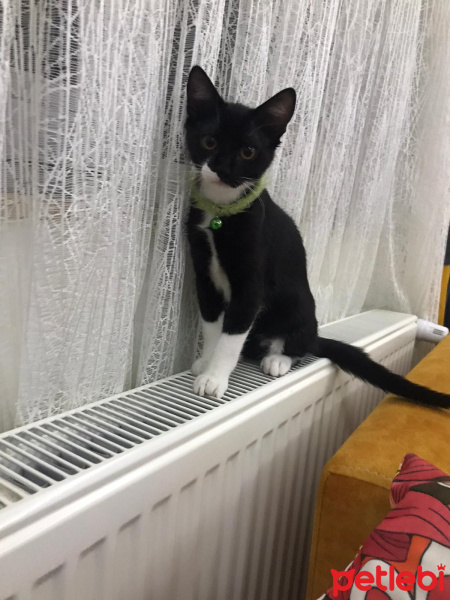 Tuxedo (Smokin) Kedi, Kedi  Puding fotoğrafı