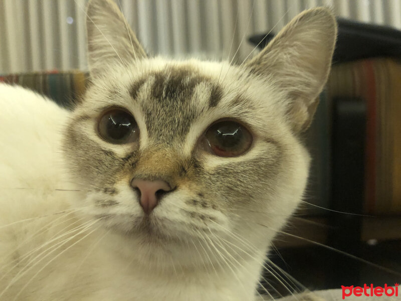 Siyam Kedisi, Kedi  fiona fotoğrafı