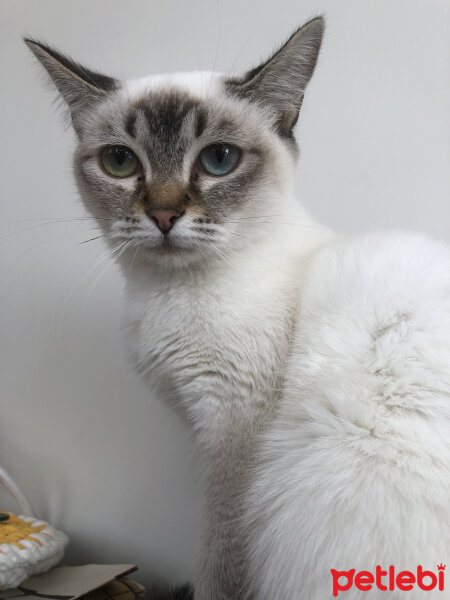 Siyam Kedisi, Kedi  fiona fotoğrafı