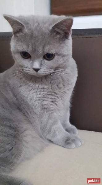 British Shorthair, Kedi  Mr. Yumak fotoğrafı