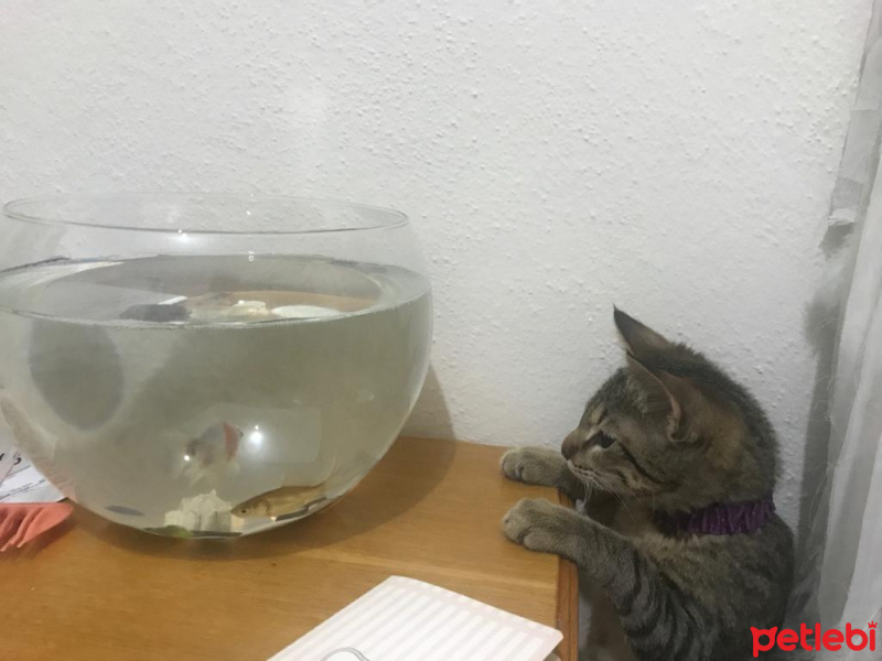 Tekir Kedi, Kedi  Shiraz fotoğrafı