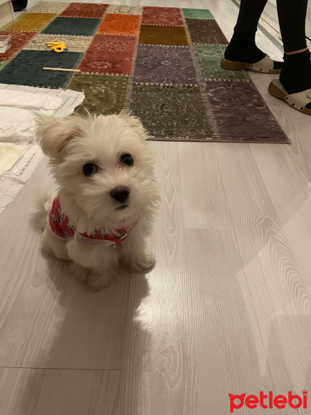 Maltese, Köpek  Sütlaç fotoğrafı