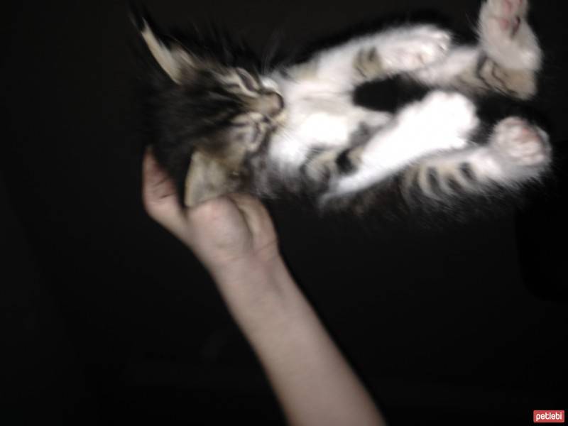 York Chocolate, Kedi  Yavru kediler fotoğrafı