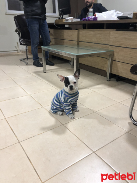 Fransız Bulldog, Köpek  Alex fotoğrafı