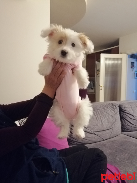 Maltese, Köpek  Mrs jingles fotoğrafı