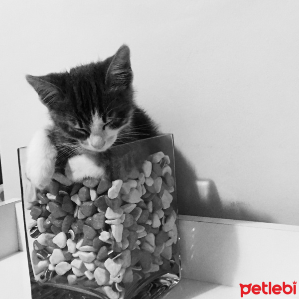Tekir Kedi, Kedi  Shlok(şılok) fotoğrafı