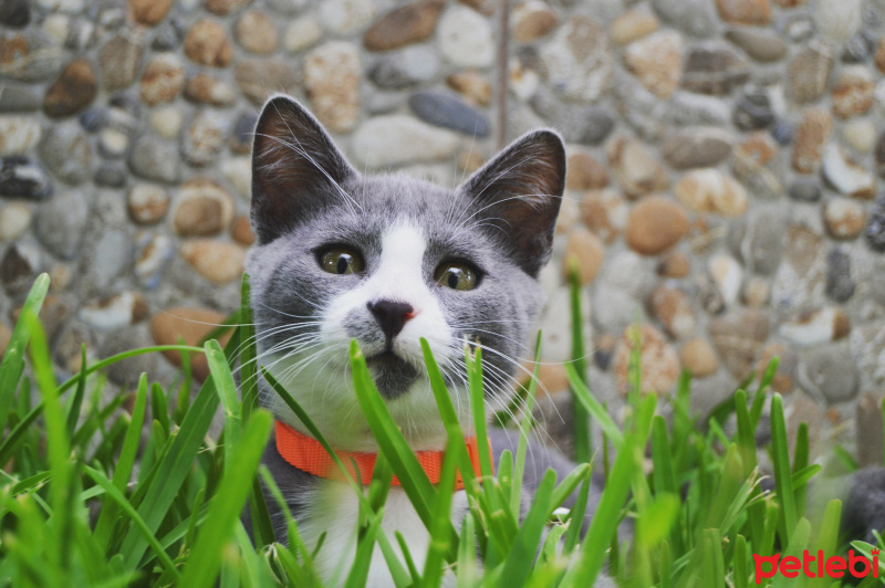 Mavi Rus, Kedi  Miço fotoğrafı