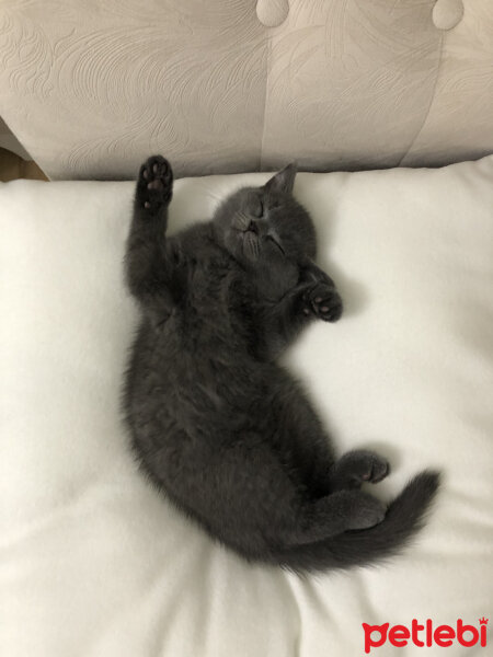 British Shorthair, Kedi  Hürrem fotoğrafı