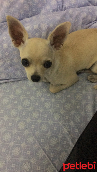 Chihuahua, Köpek  jolly fotoğrafı